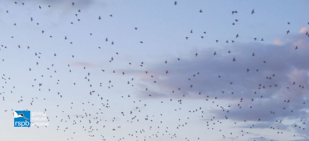 Starling murmurations at Avalon Marshes