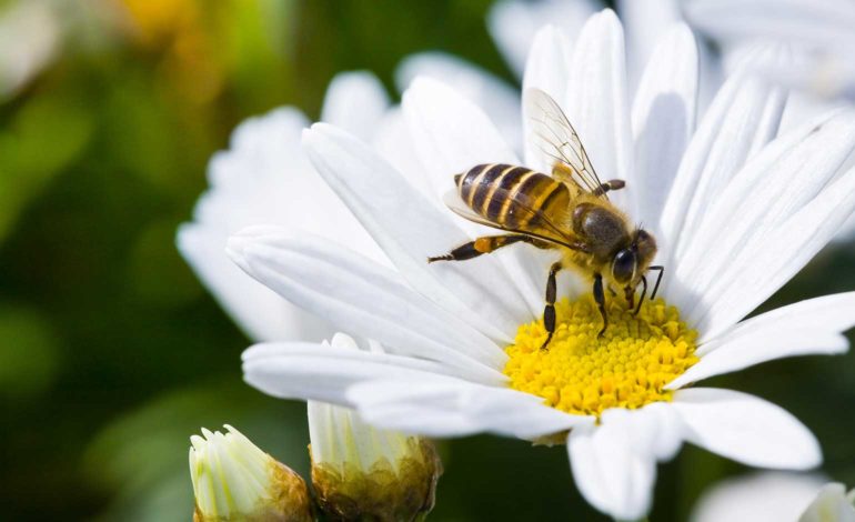 Mayor to hold competition for region’s bee-friendly organisations
