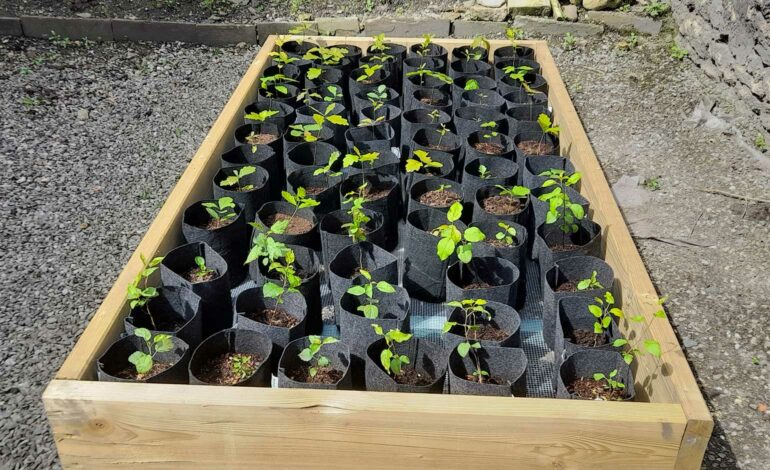 Bath Building Society launches own tree nursery to grow saplings