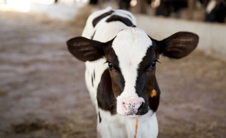 ‘30 calves will die if barn isn’t built asap’ at site in Upper Weston in Bath