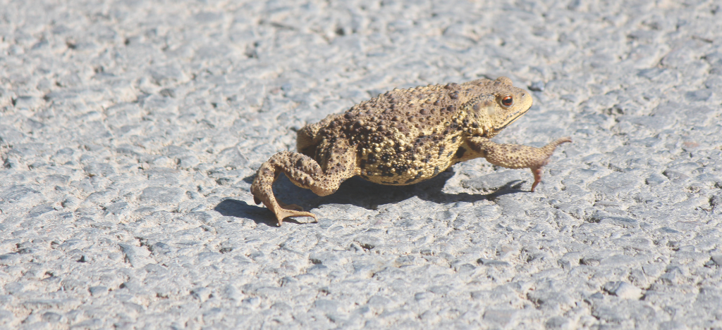 Volunteers are patrolling Charlcombe Lane to help protect mating toads