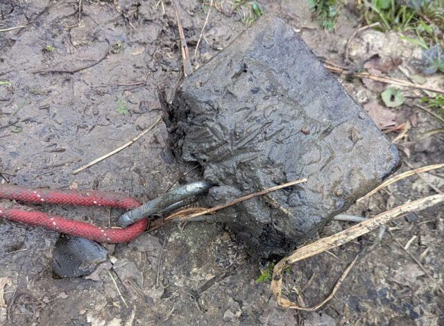 Appeal launched after dog tied to weight and drowned in Bath