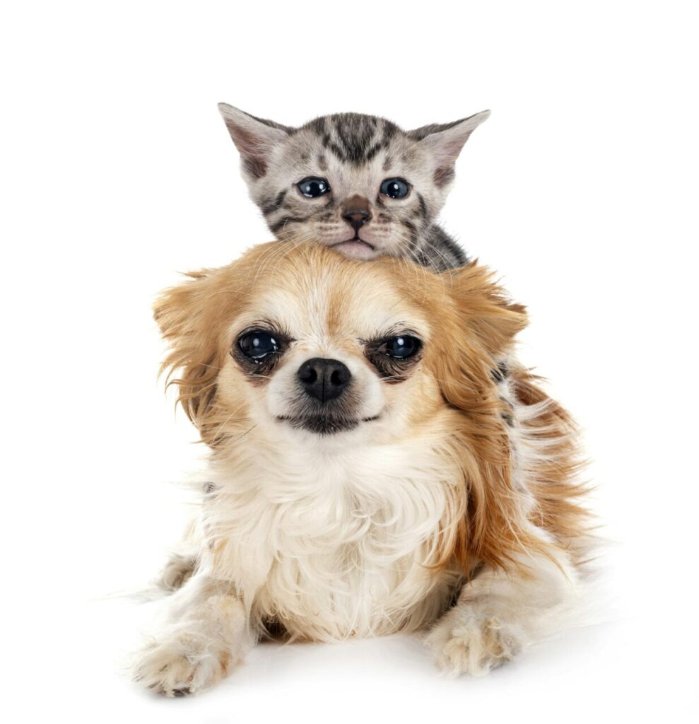 bengal-kitten-and-chihuahua-in-studio-989×1024-1