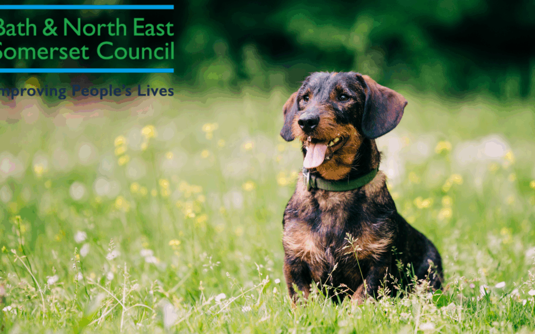 Dog owners urged to take the lead in keeping their pets safe