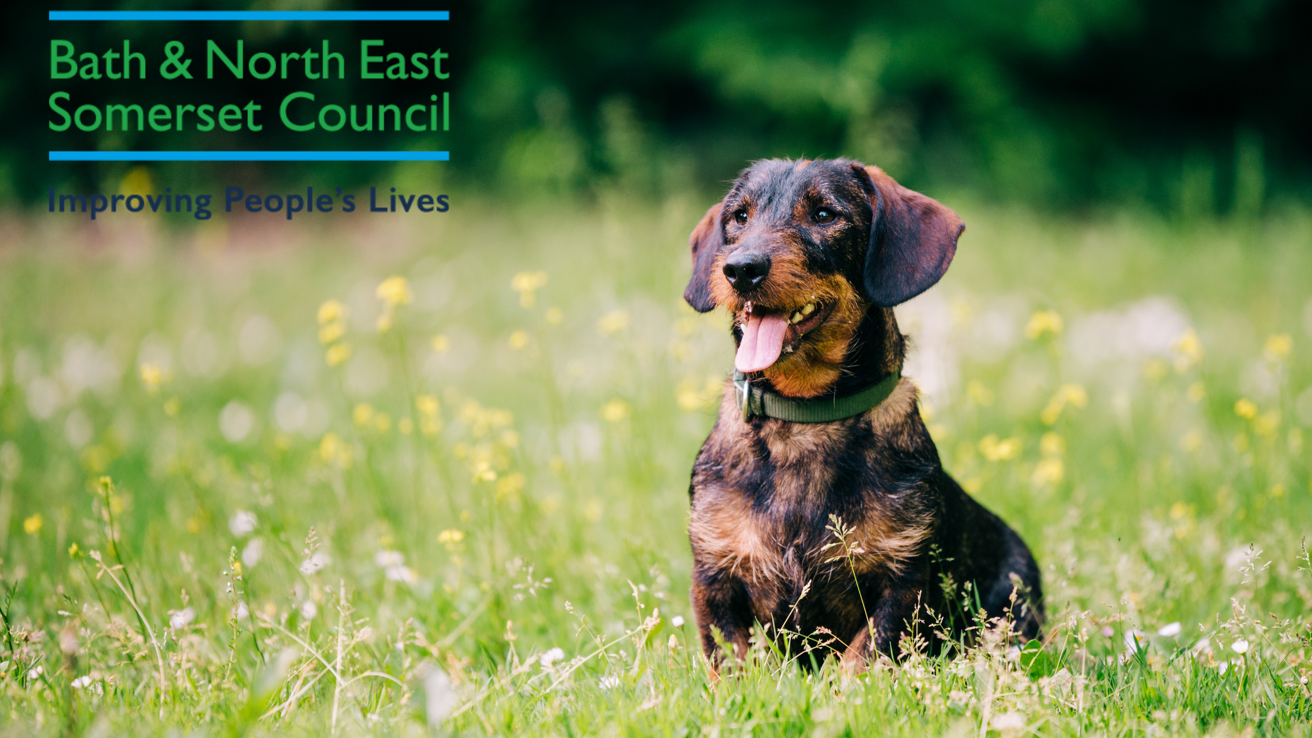 Bath & North East Somerset Council is appealing to dog owners to ensure their dogs are kept on leads in cemetery grounds for the safety of the public and the animals themselves.