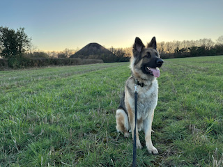 Mack the happily adopted German Shepherd Dog