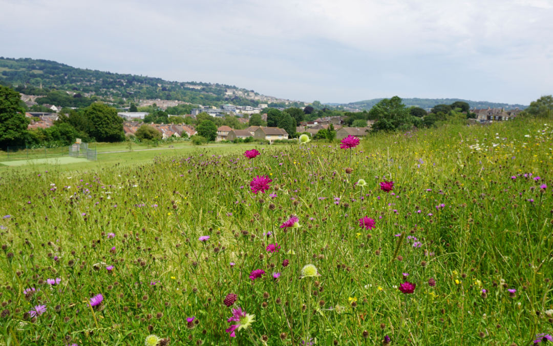 Bathscape programme leaves lasting legacy for nature, heritage and communities