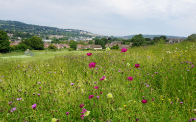 Bathscape programme leaves lasting legacy for nature, heritage and communities