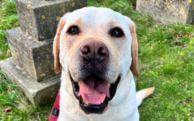 New dog lead rules proposed for Bath and North East Somerset cemeteries